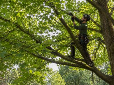 Tree canopy after a crown thinning service