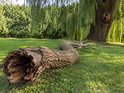 Freshly cut tree stump ready for grinding