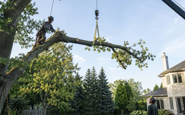 Thinned tree canopy allowing light through the branches