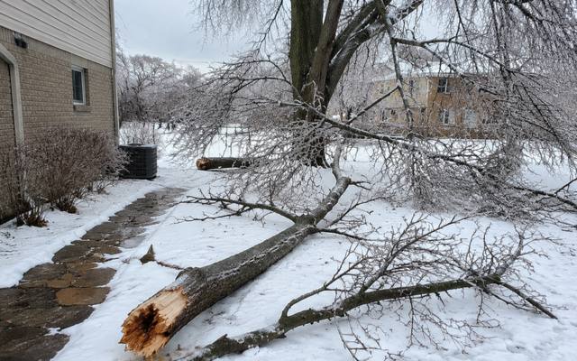 Dead branch being lowered safely by rope