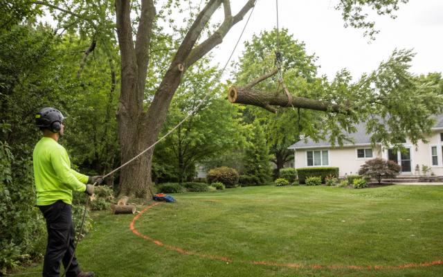 Large tree section being lowered during a removal